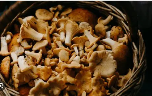 The Health Benefits of Mushroom Chocolate Bars: A Delicious Superfood Combo
