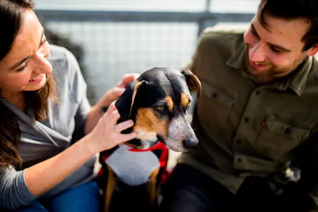 Guide to Finding the Perfect Breed for a Family Dog